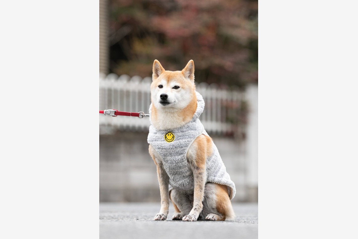 インスタントソイ合同会社　井上泰徳が撮影した「ワンちゃん撮影」の写真