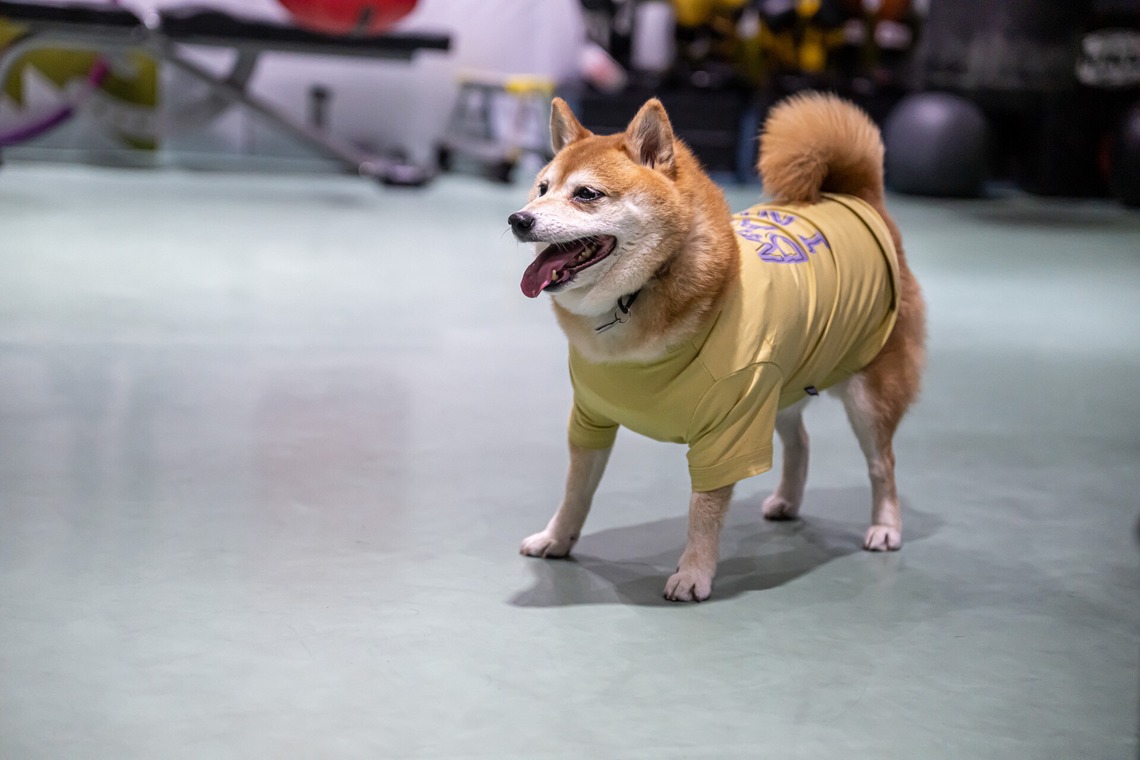 吉田佳央が撮影した「DOG SHOOTING」の写真