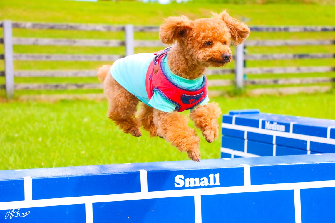 大森光太郎・K-PHOTOが撮影した家族写真(キッズ,ベビーフォト)のアルバム「ペット撮影」