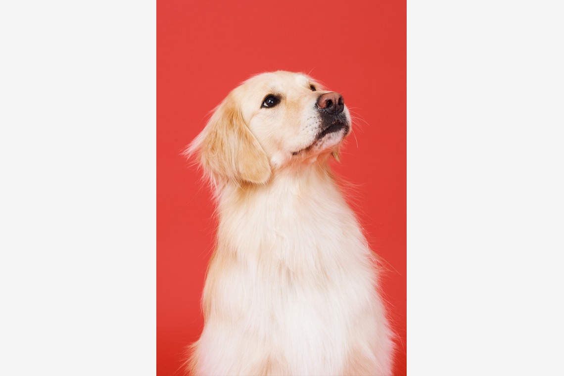 森田寫眞館が撮影した写真のアルバム「ペット」