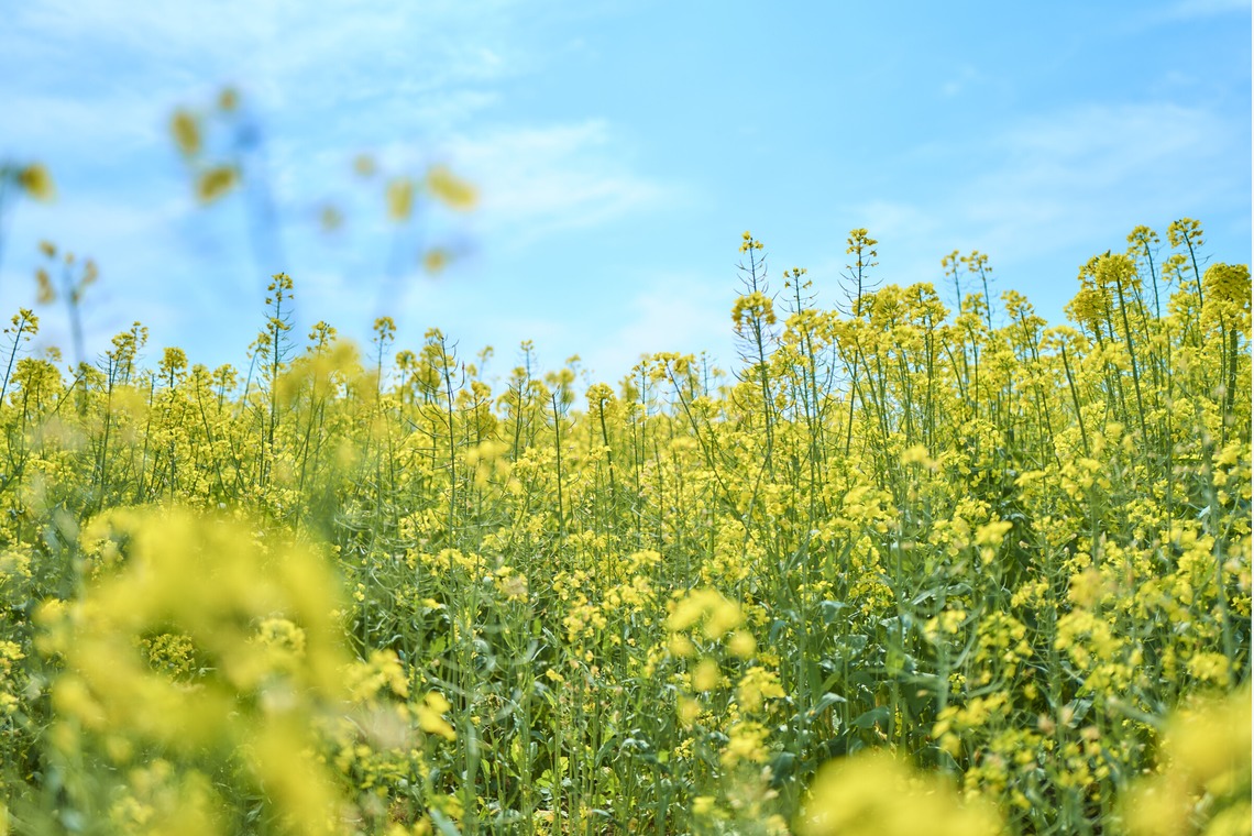 津田野 瑞希が撮影した「風景」の写真
