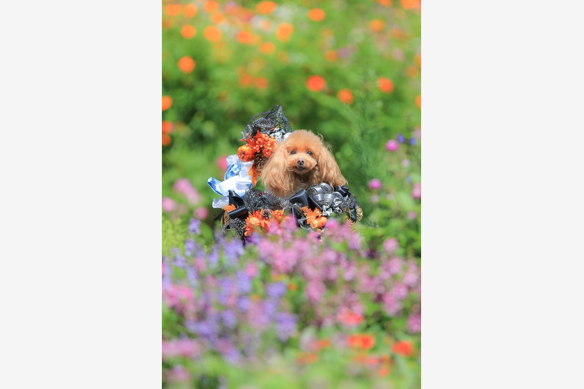 高橋 透（Coo&Sea STUDIO代表）が出張撮影した家族写真(キッズ,ベビーフォト)などが写った「大花壇de撮影会／秋＠横浜」の家族写真