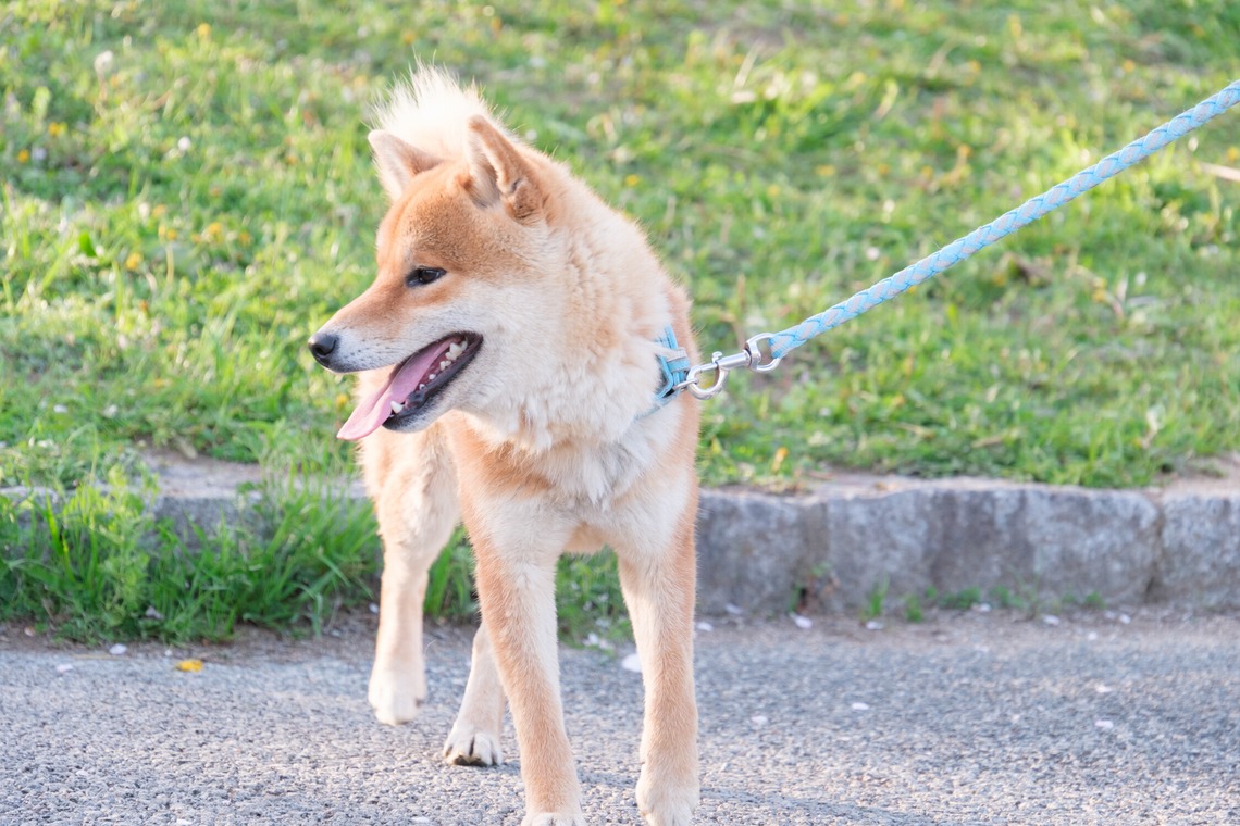 高夏写真店が撮影した写真のアルバム「家族写真の撮影」