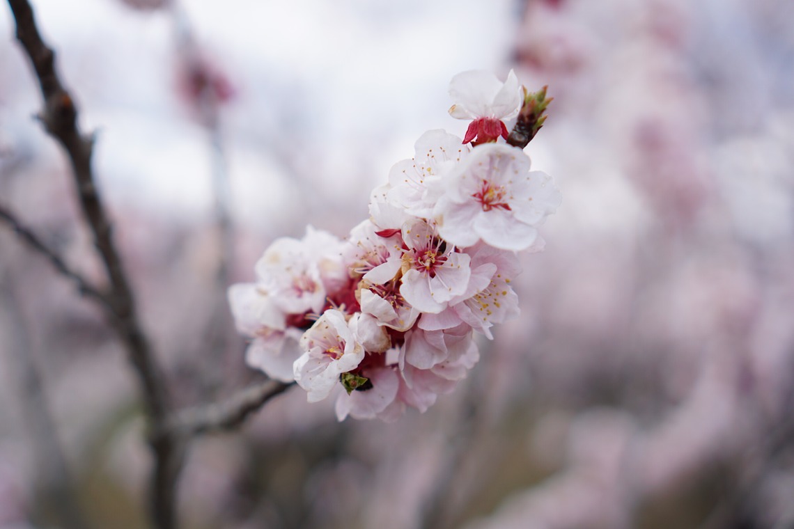出張撮影のメモリーズが撮影した「nature-アラカルト」の写真