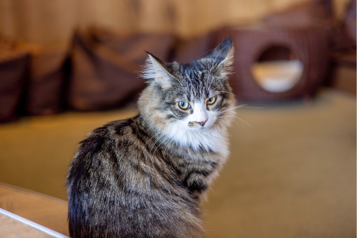 沖山俊樹が撮影した写真のアルバム「ペット_20230411_MOCHA原宿」