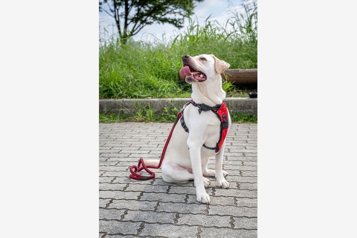 吉田佳央が撮影した「DOG SHOOTING」の写真