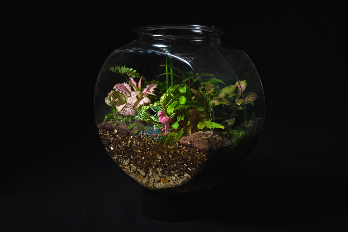 正太郎が撮影した「ファミリー」の写真