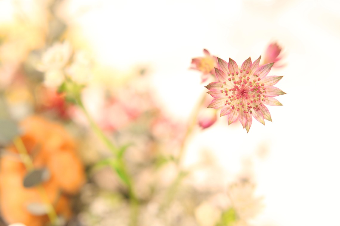 ほんとうにかわいい結婚写真ecoo（エクー）が撮影した写真のアルバム「ロケーション/和装」