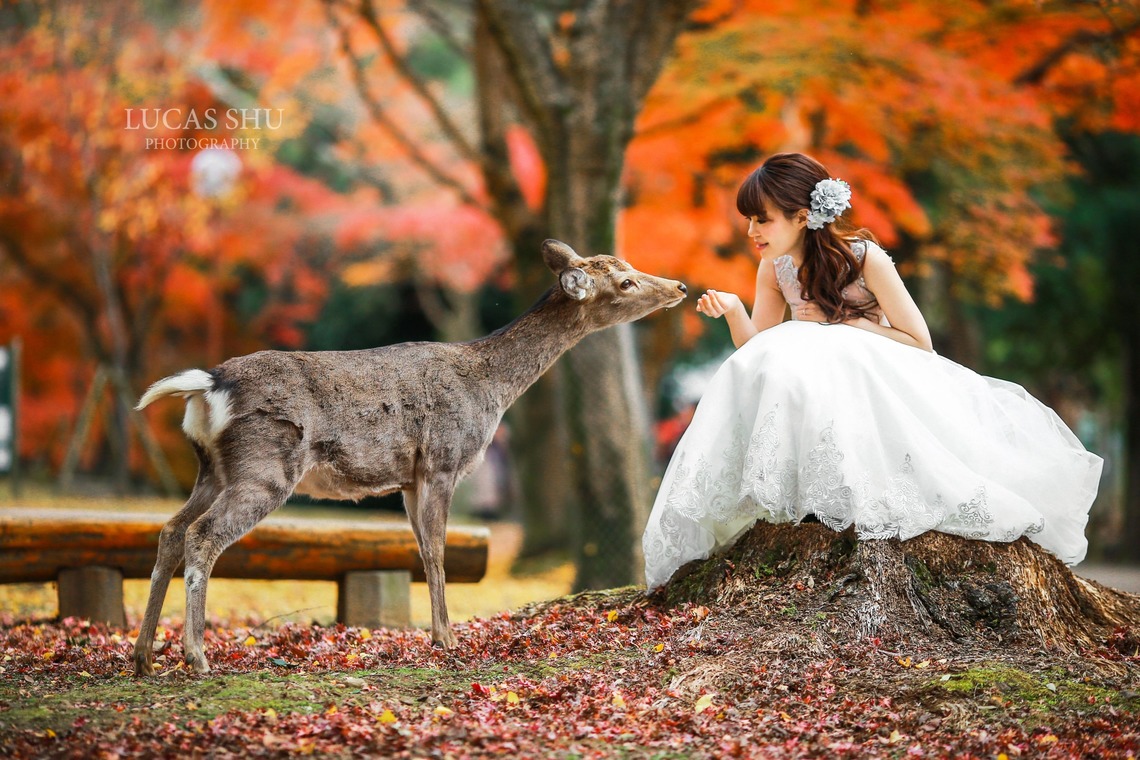 Lucas Shu Photographyが撮影した「Lucas Shu 作品集」の写真