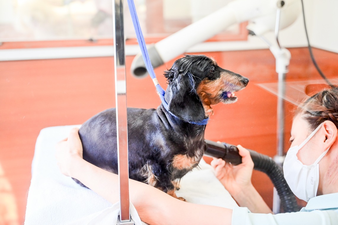 出張撮影 中村まみこが撮影した「トリミングサロンHP用撮影」の写真