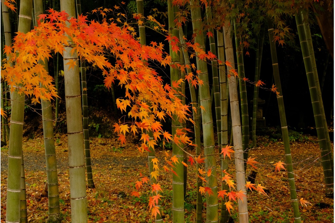 KotobukiPhotosが撮影した写真のアルバム「花・植物」