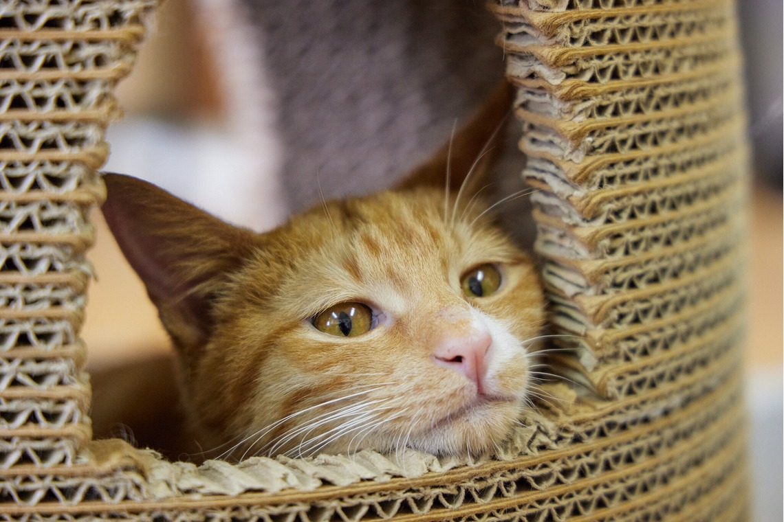 有限会社エルフラットが撮影した「猫カフェ」の写真