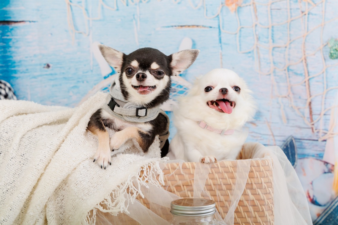 世登理恵が撮影した写真のアルバム「ペット」