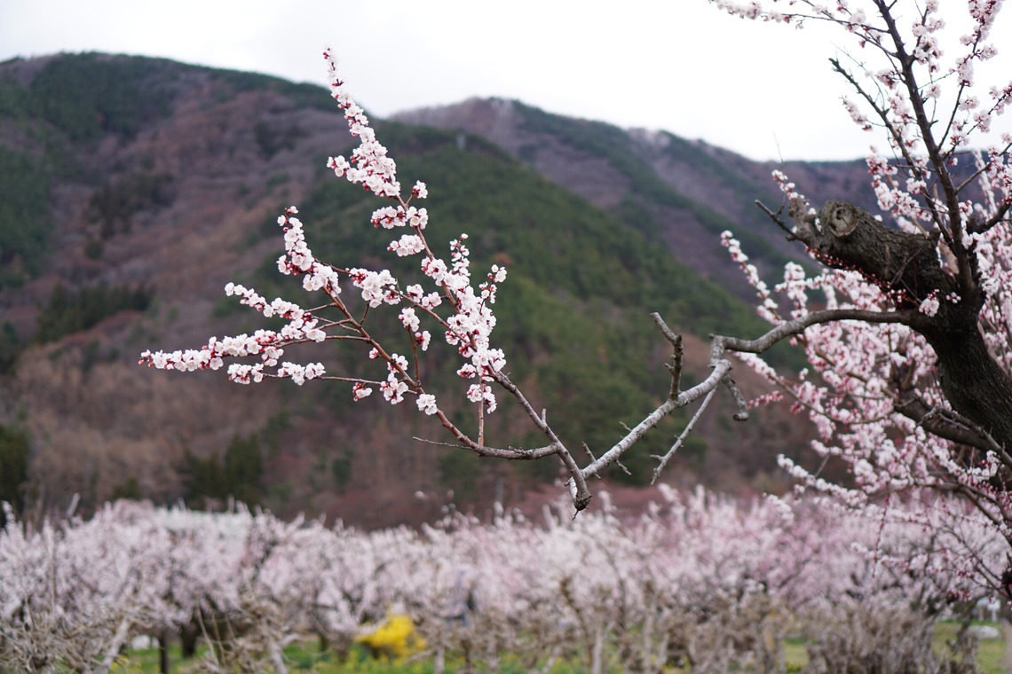出張撮影のメモリーズが撮影した「nature-アラカルト」の写真