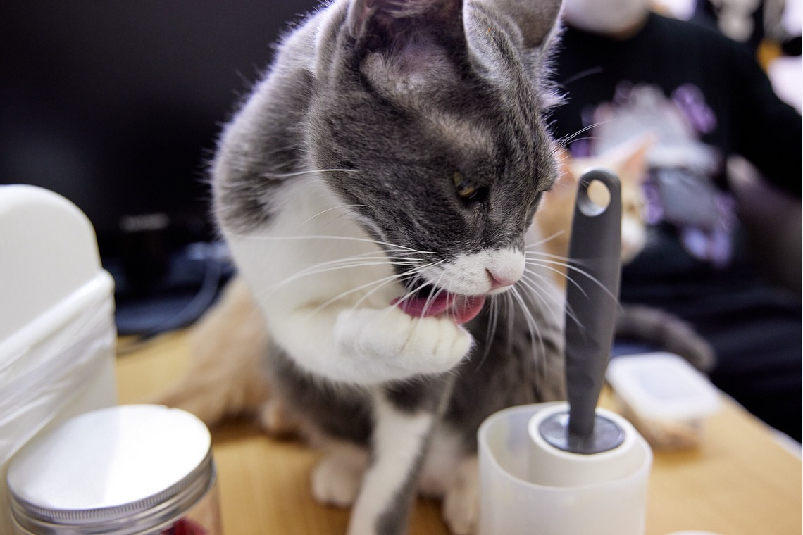 有限会社エルフラットが撮影した「猫カフェ」の写真