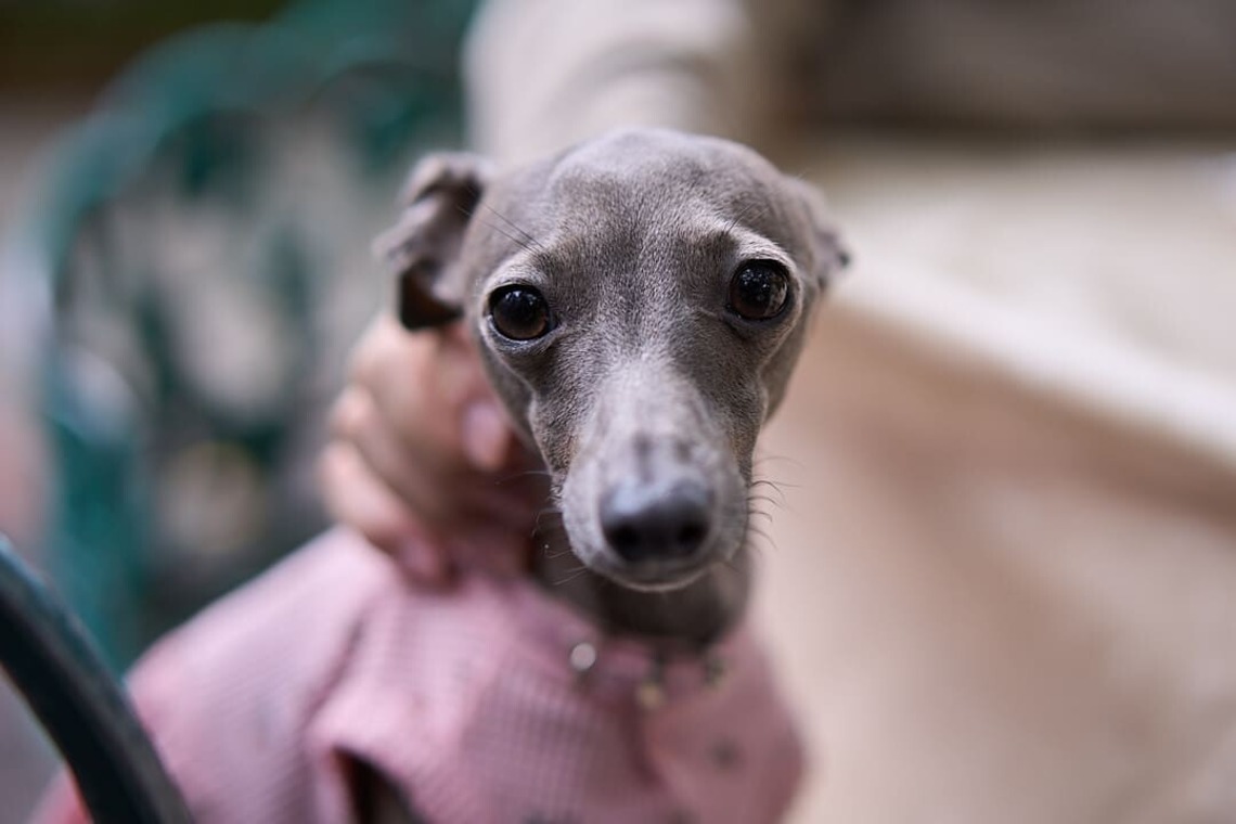 Actが撮影した写真のアルバム「愛犬とのカップルフォト」