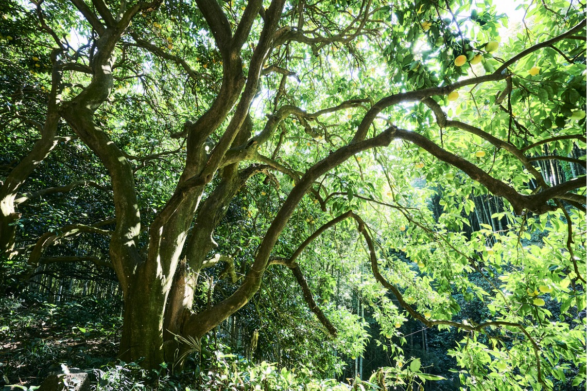 大橋裕紀が撮影した「みかん農園様の商品撮影とスナップ」の写真
