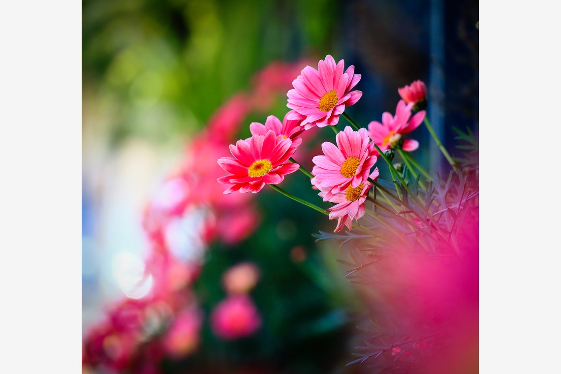 今井広樹/スタジオプランタン/日本写真家協会 会員が撮影した写真のアルバム「フラワー」