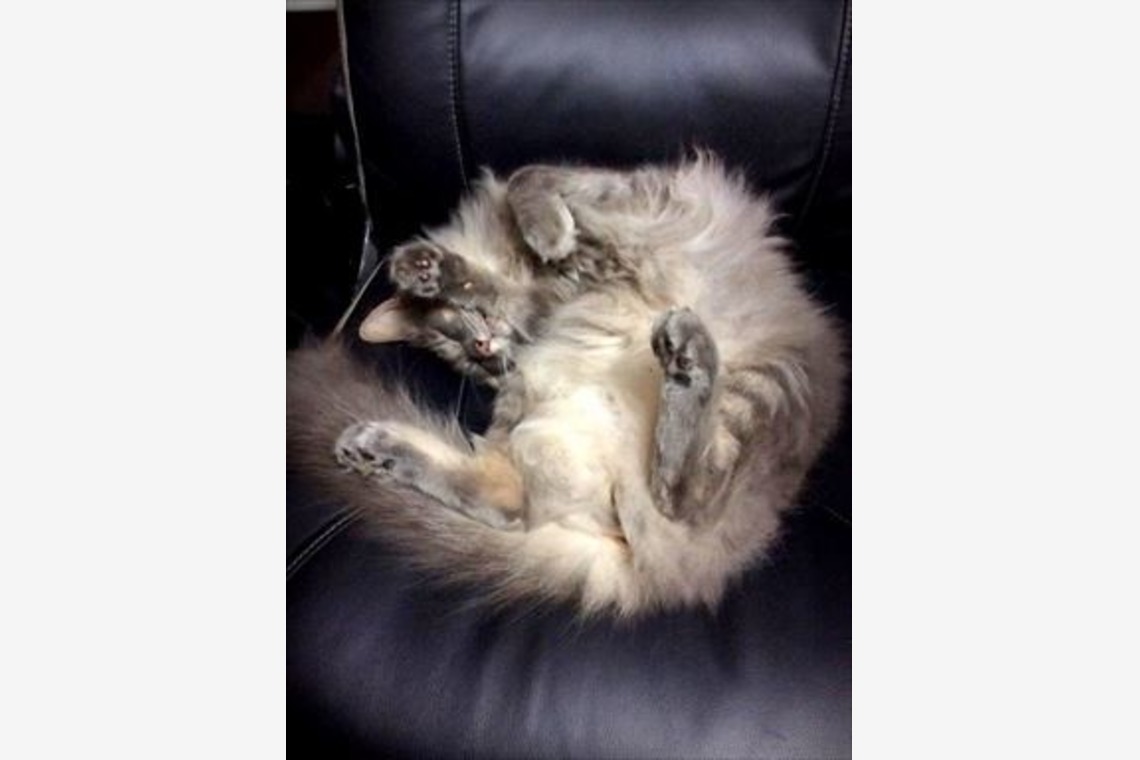 Efu's photographyが撮影した写真のアルバム「ペット」