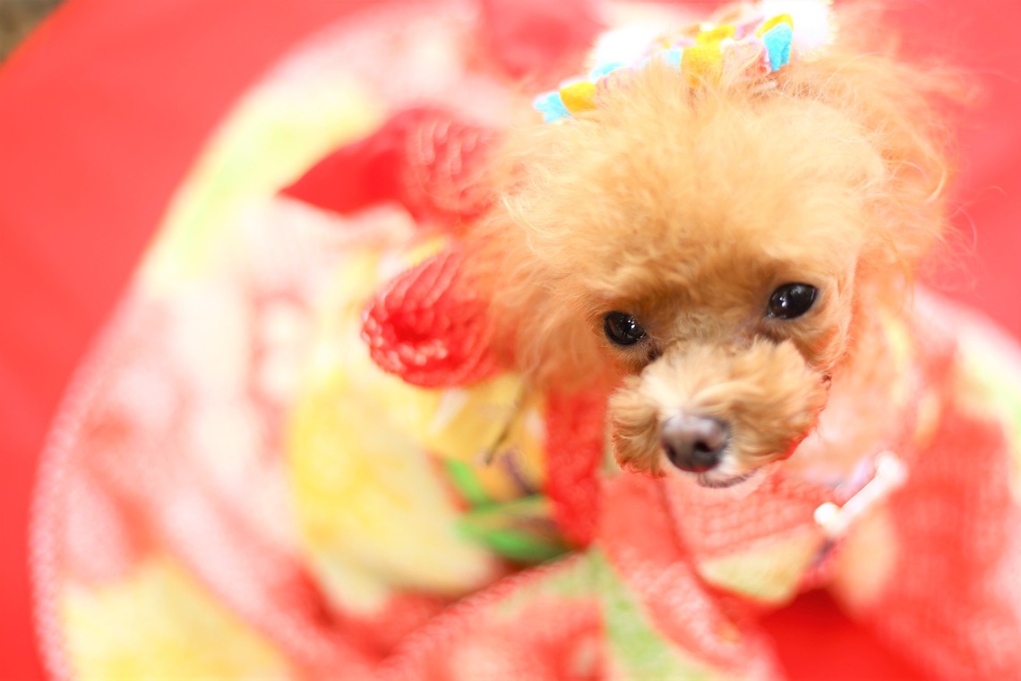 Photographer  Tomoが撮影したエンゲージメントフォトのアルバム「わんちゃん七五三」