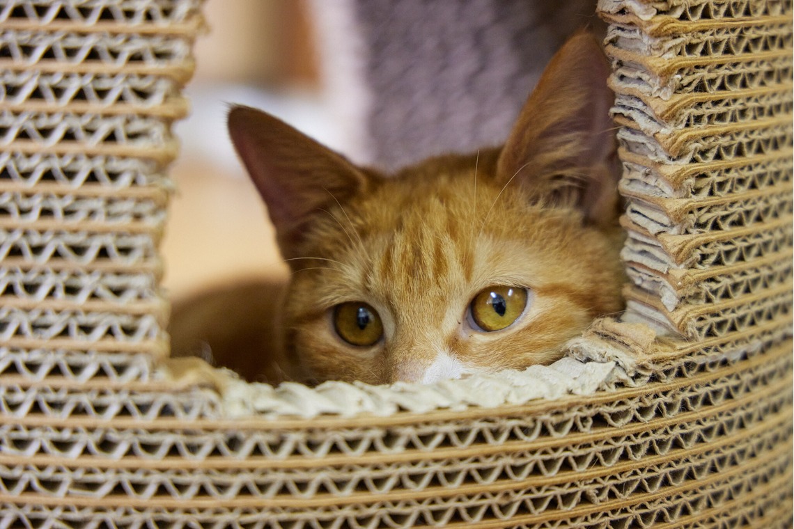 有限会社エルフラットが撮影した「猫カフェ」の写真