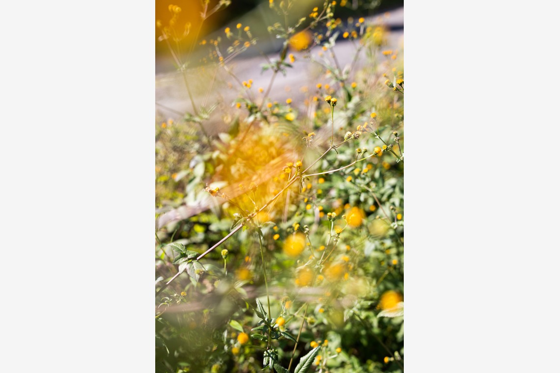 内山慎也が撮影した「植物」の写真