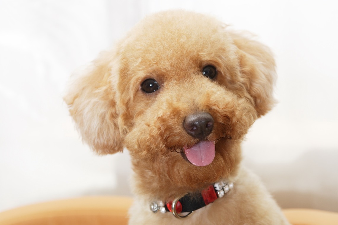 森安　照が撮影した「ペット撮影（犬・猫）」の写真