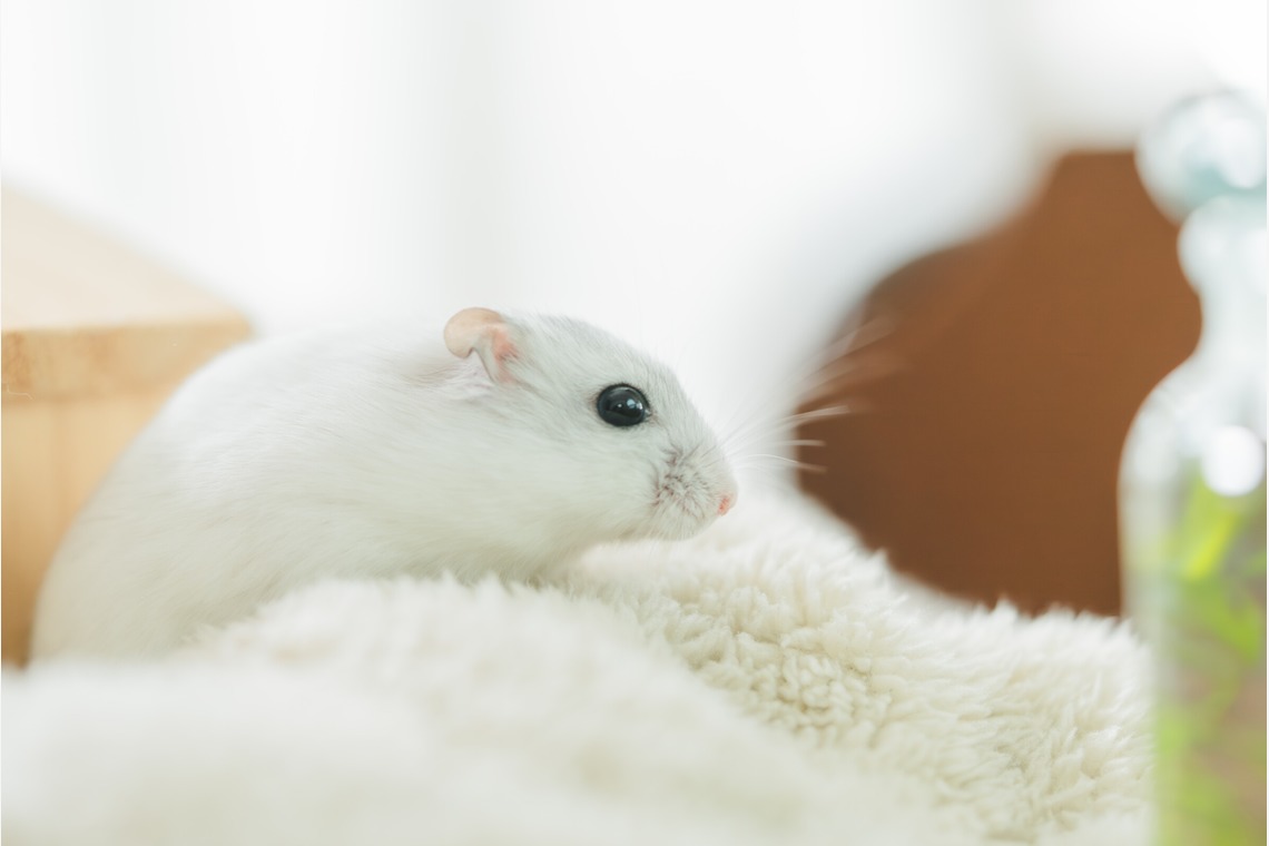 玉城　肇が撮影したその他のアルバム「ペット撮影」