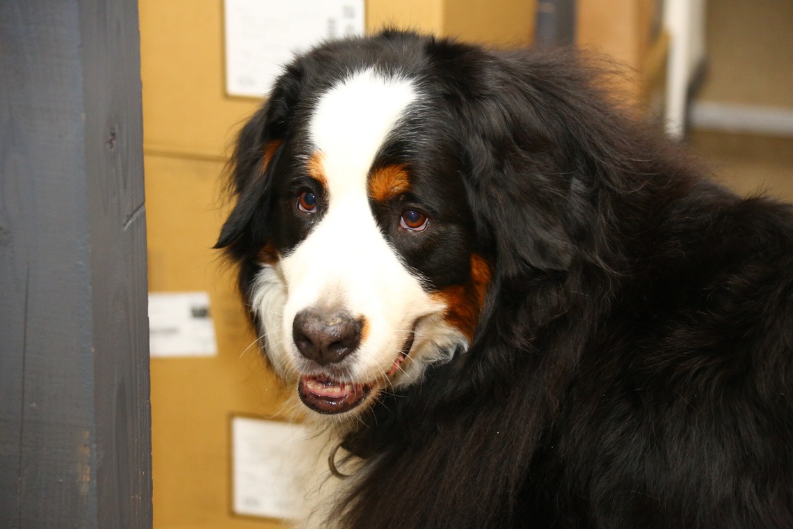 TSD officeが撮影した写真のアルバム「ペット撮影」