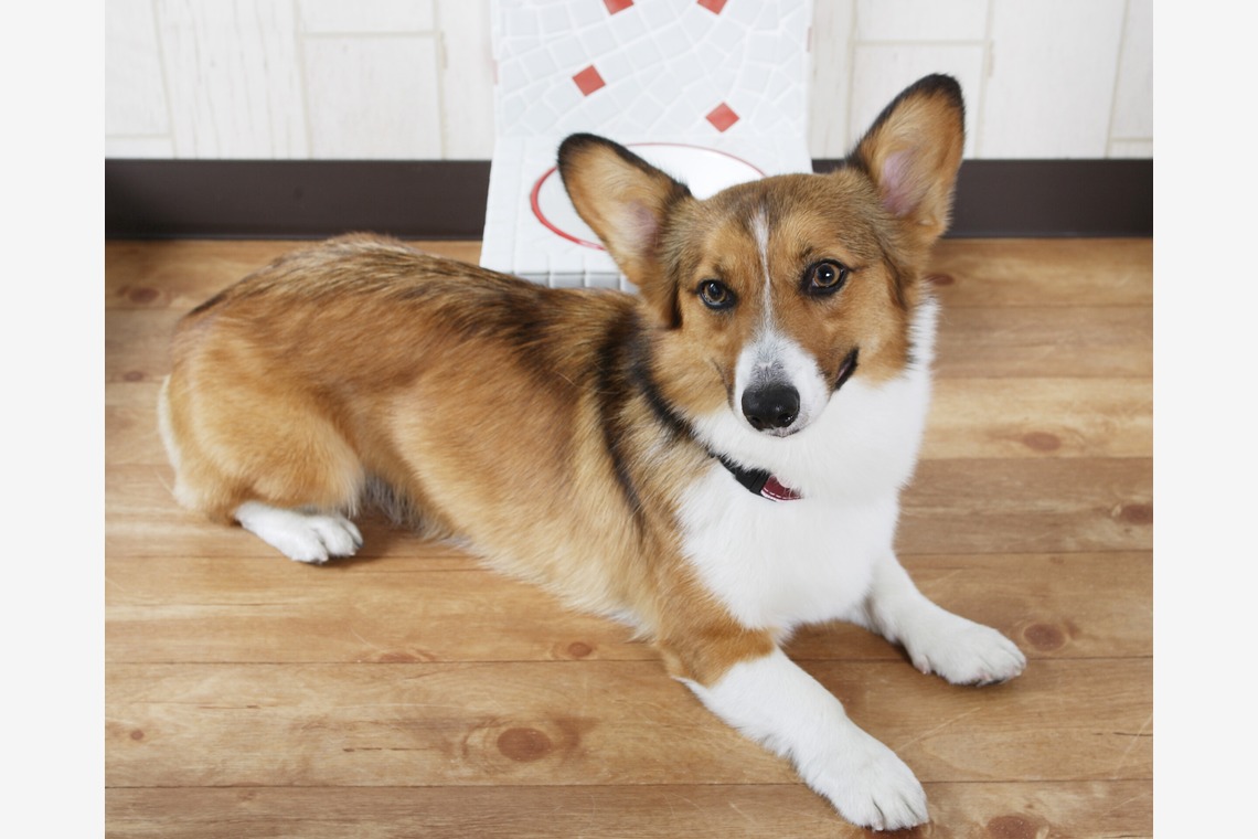 森安　照が撮影した「ペット撮影（犬・猫）」の写真