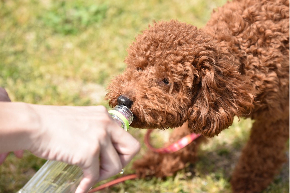 大熊和輝が撮影した「ペット撮影」の写真