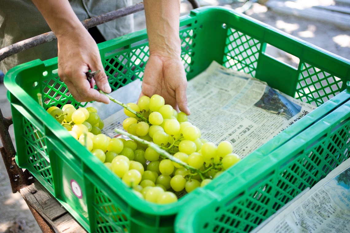 大森美紗生が撮影した写真のアルバム「農園宣材写真」