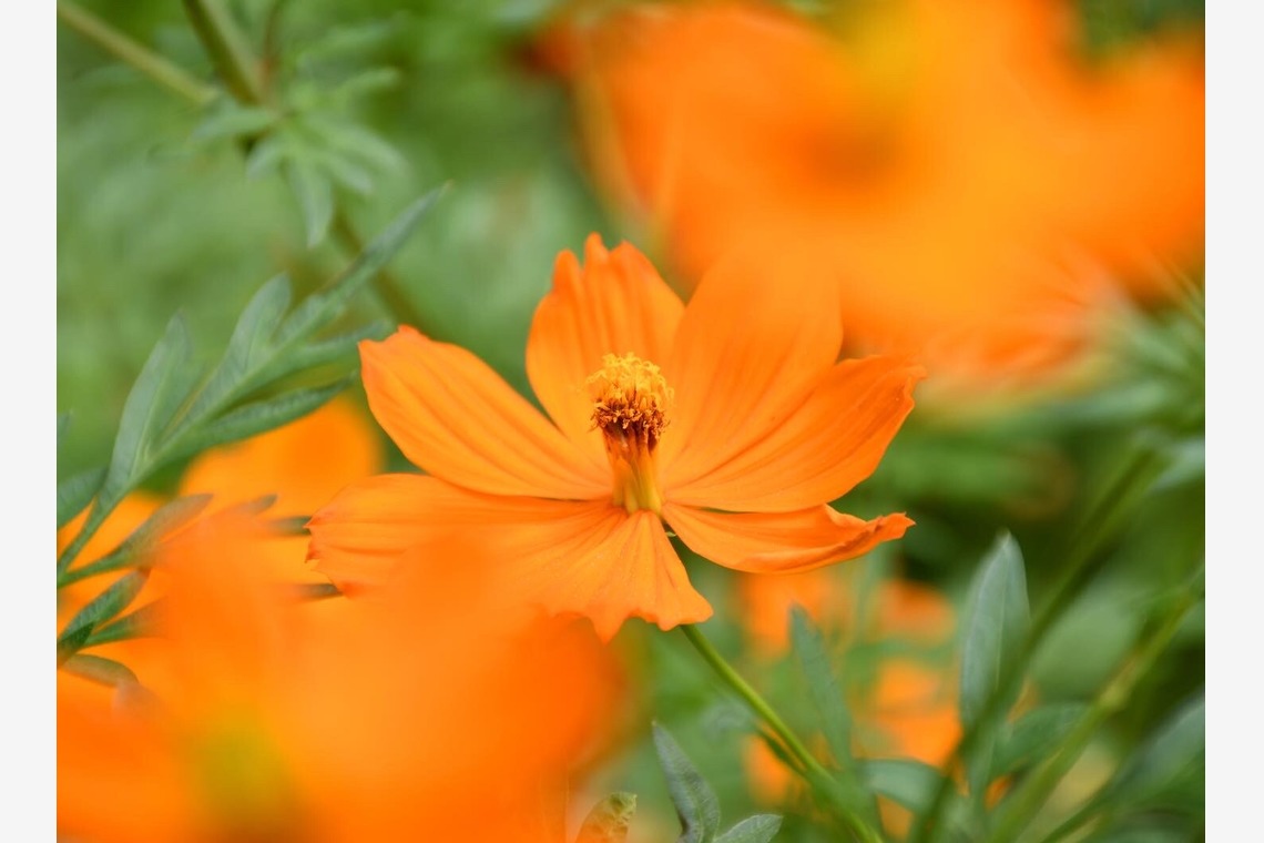 池田健人が撮影した「高尾」の写真