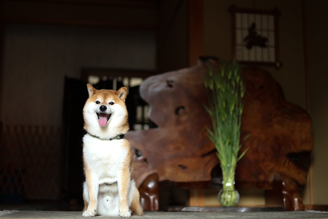 インスタントソイ合同会社　井上泰徳が撮影した「ワンちゃん撮影」の写真