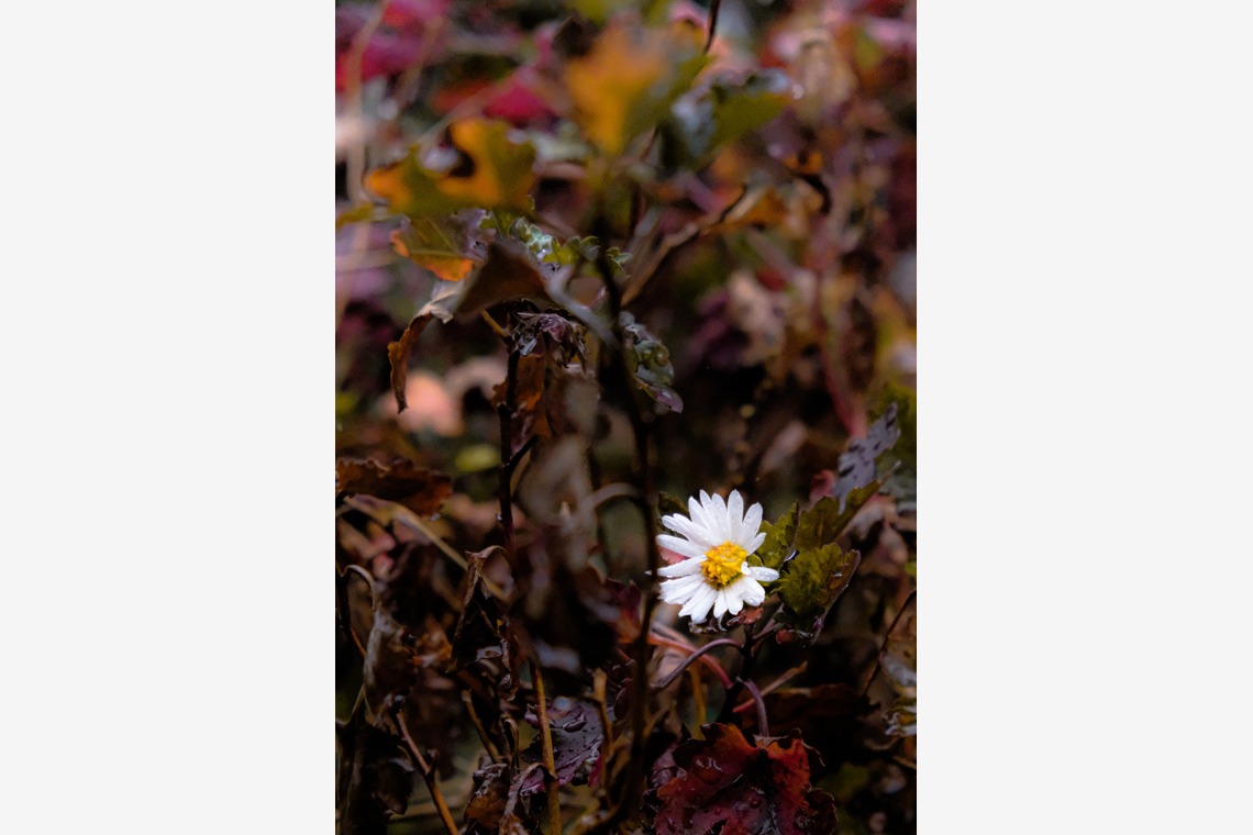 KotobukiPhotosが撮影した写真のアルバム「ストリートスナップ」