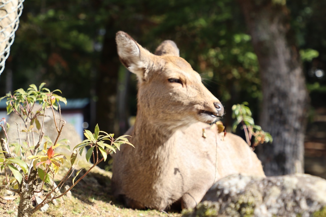 えむあんりみてっどが撮影した写真のアルバム「旅先の風景」