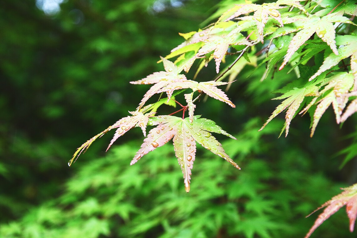 COAフォトが撮影した「風景写真」の写真