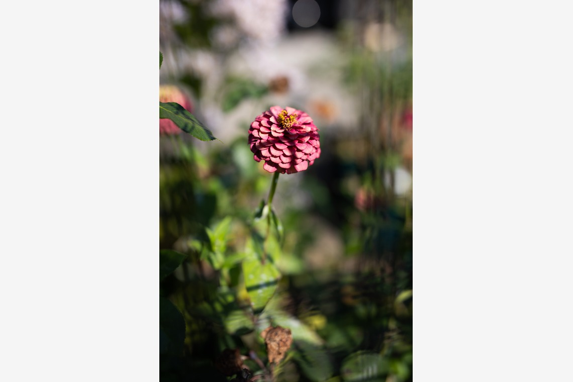 内山慎也が撮影した「植物」の写真