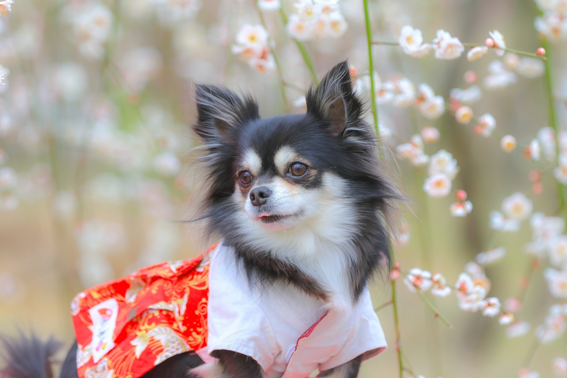 高橋 透（Coo&Sea STUDIO代表）が撮影した写真のアルバム「梅de撮影会＠小田原」