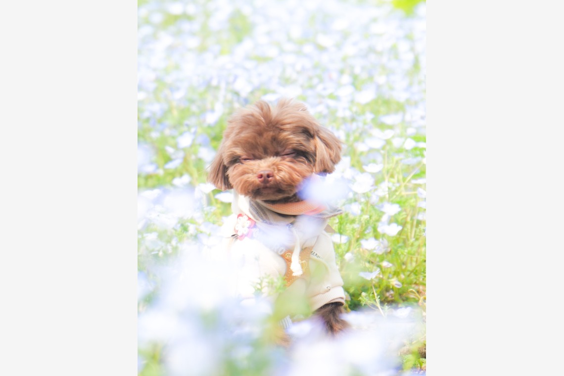 withが撮影した写真のアルバム「ペット撮影」