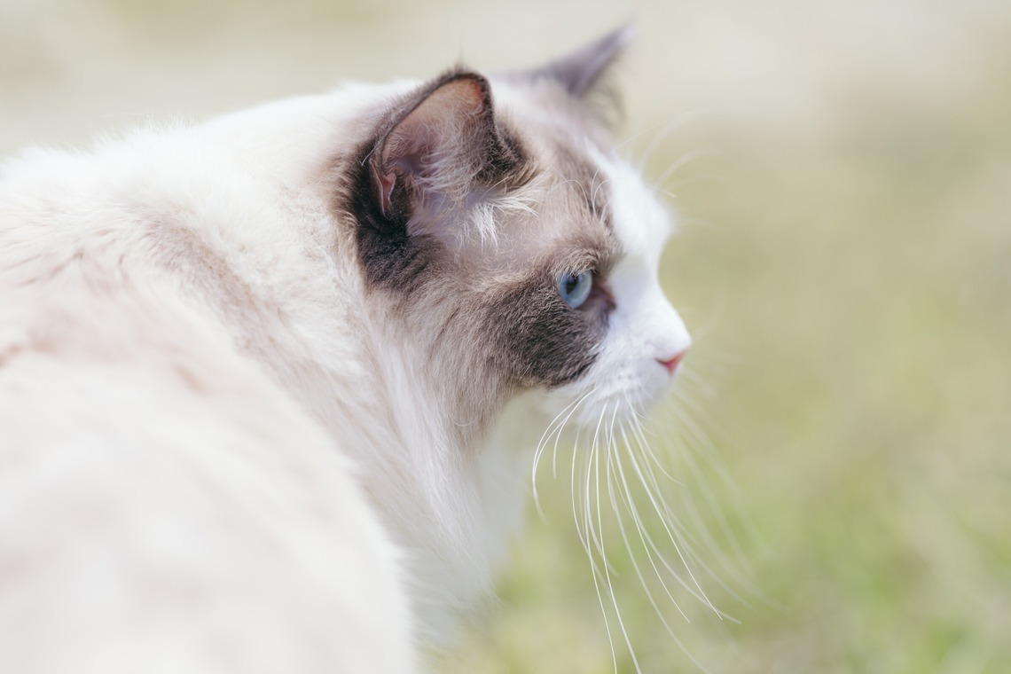 光画堂スタジオが撮影した「旅行」の写真