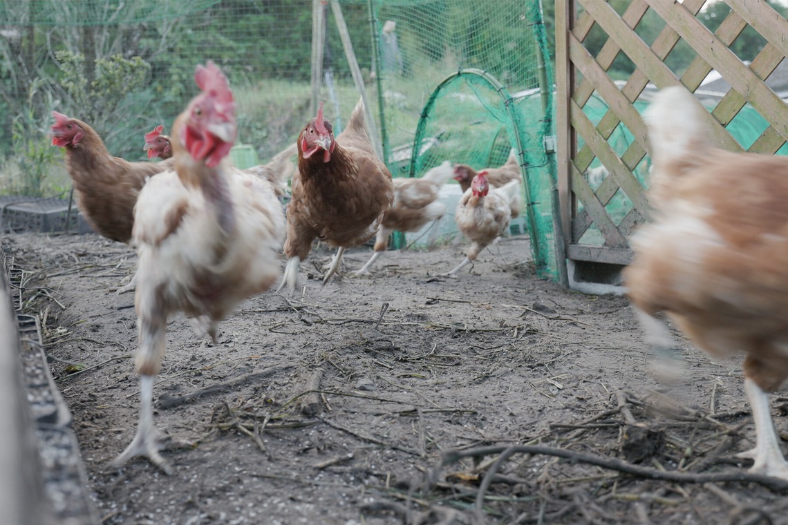 SHO HASEGAWAが撮影した「産地で働く（取材撮影）」の写真