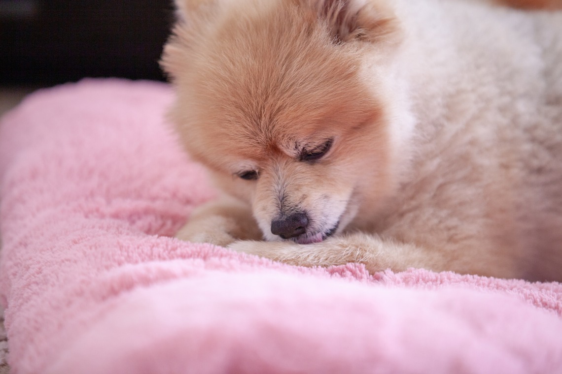 レオン・スナップサービスが出張撮影した家族写真(キッズ,ベビーフォト)などが写った「ポメラニアン」の家族写真