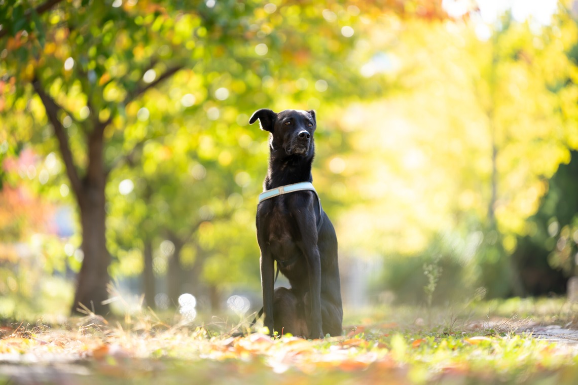 KOGA写真が撮影した「犬・わんこ撮影」の写真