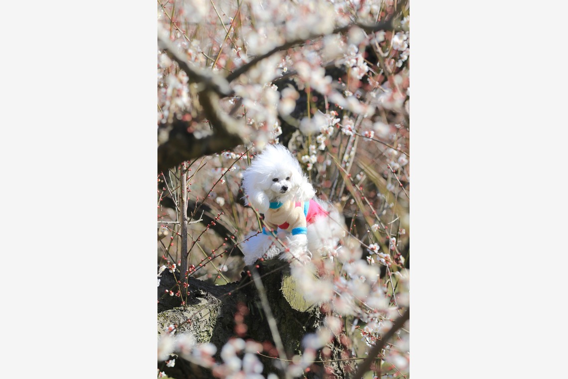 高橋 透（Coo&Sea STUDIO代表）が撮影した写真のアルバム「梅de撮影会＠小田原」