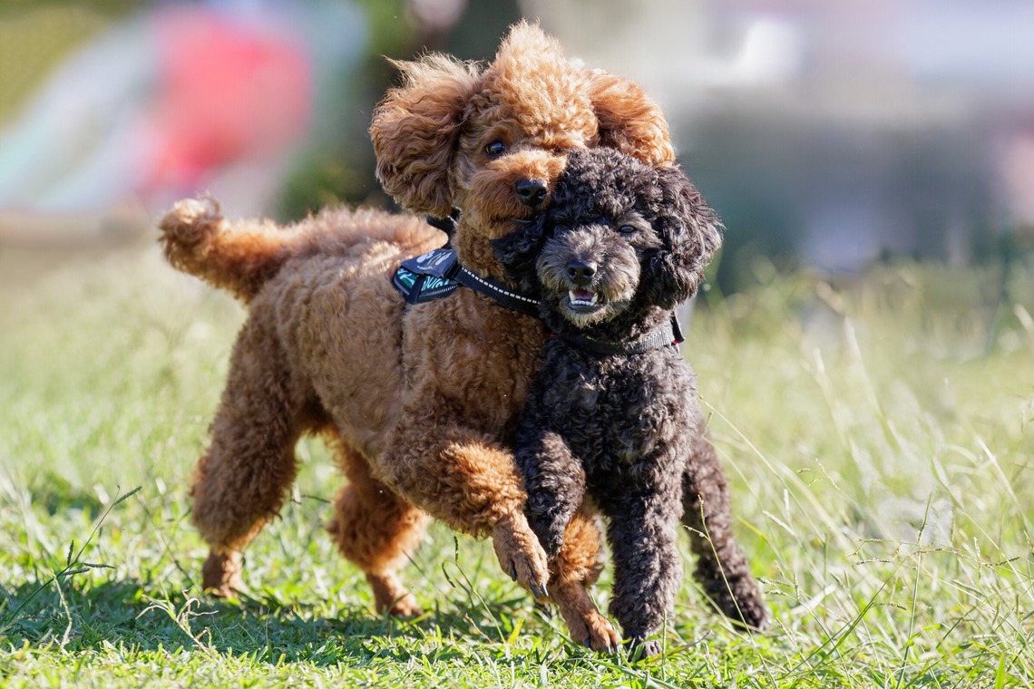 内田　雄一が撮影した写真のアルバム「DOGイベントでの撮影」