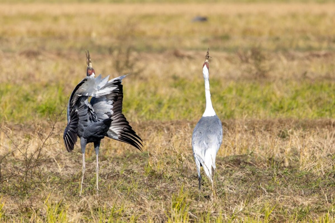 田中まさひろが撮影した「ポートレート」の写真