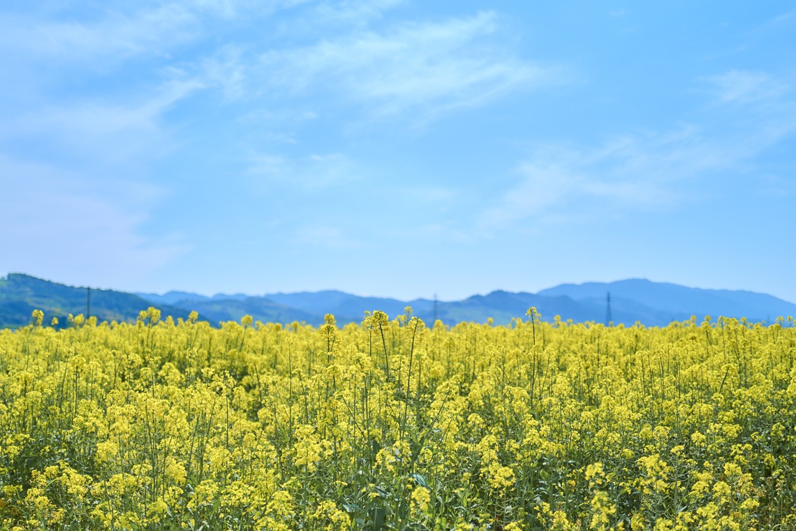 津田野 瑞希が撮影した「風景」の写真