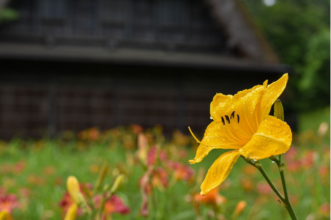 藤井が撮影した写真のアルバム「太閤山ランド」