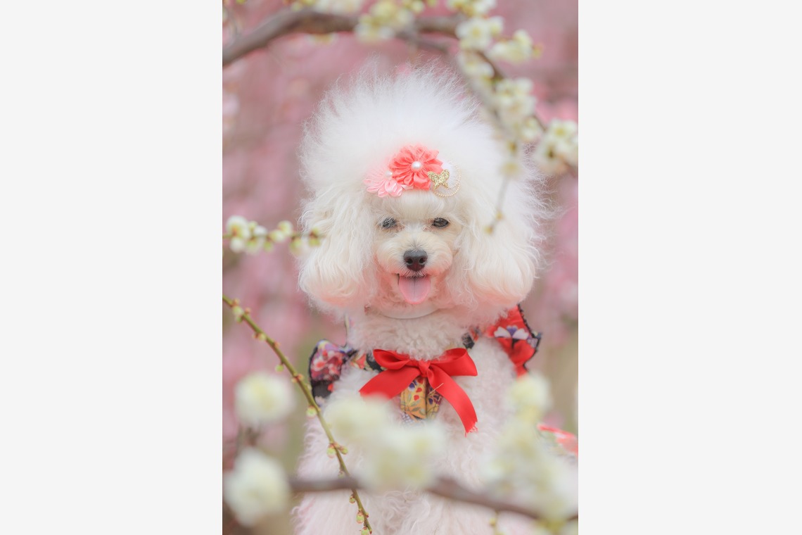 高橋 透（Coo&Sea STUDIO代表）が出張撮影した家族写真(キッズ,ベビーフォト)などが写った「梅de撮影会＠小田原」の家族写真